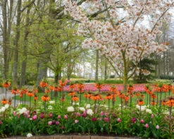 Fritillaria 'Orange Beauty' 10 Fritillaria 'Orange Beauty' -Beauty Flowers Shop fritillaria orange beauty 2