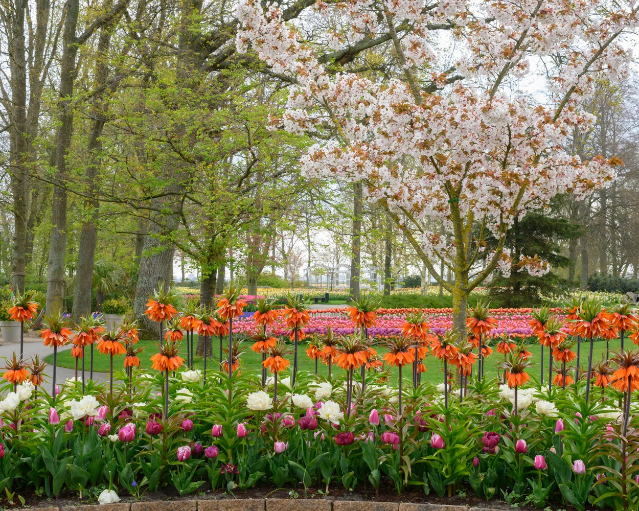 Fritillaria 'Orange Beauty' 6 Fritillaria 'Orange Beauty' - Image 4
