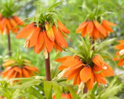 Fritillaria 'Orange Beauty' 11 Fritillaria 'Orange Beauty' -Beauty Flowers Shop fritillaria orange beauty 2 cec5378a 7166 459e bc18 e16677ee1c97
