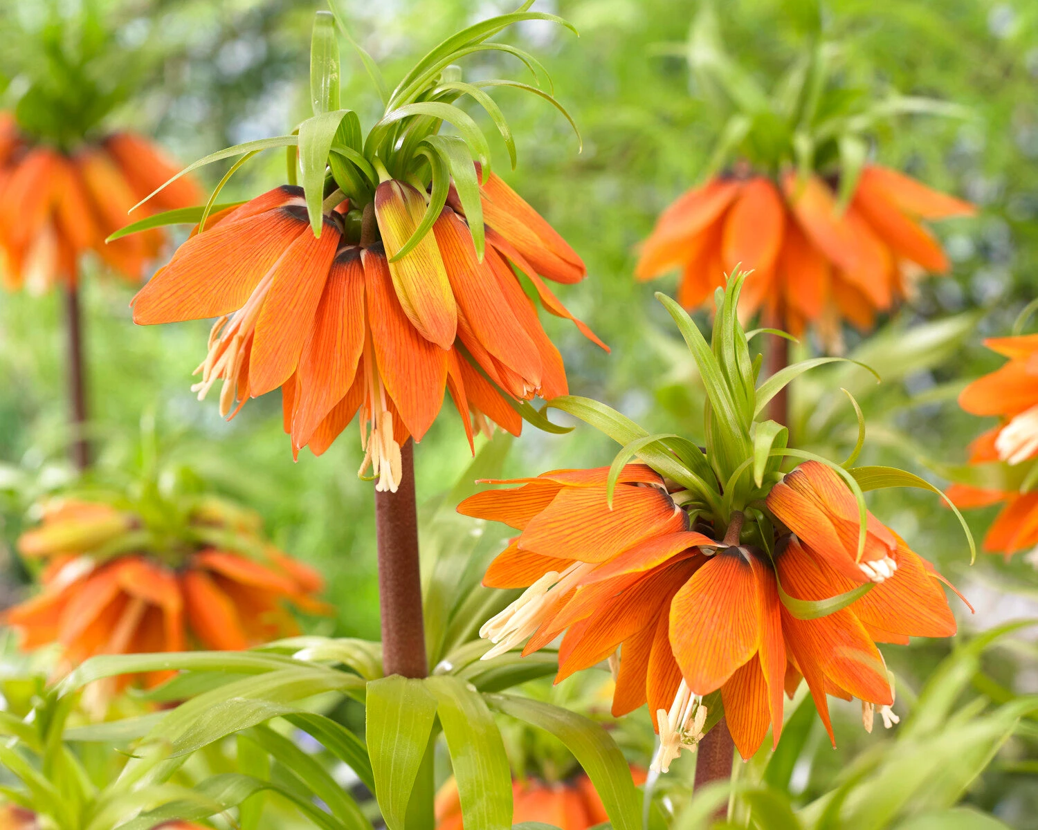 Fritillaria 'Orange Beauty' 7 Fritillaria 'Orange Beauty' - Image 5