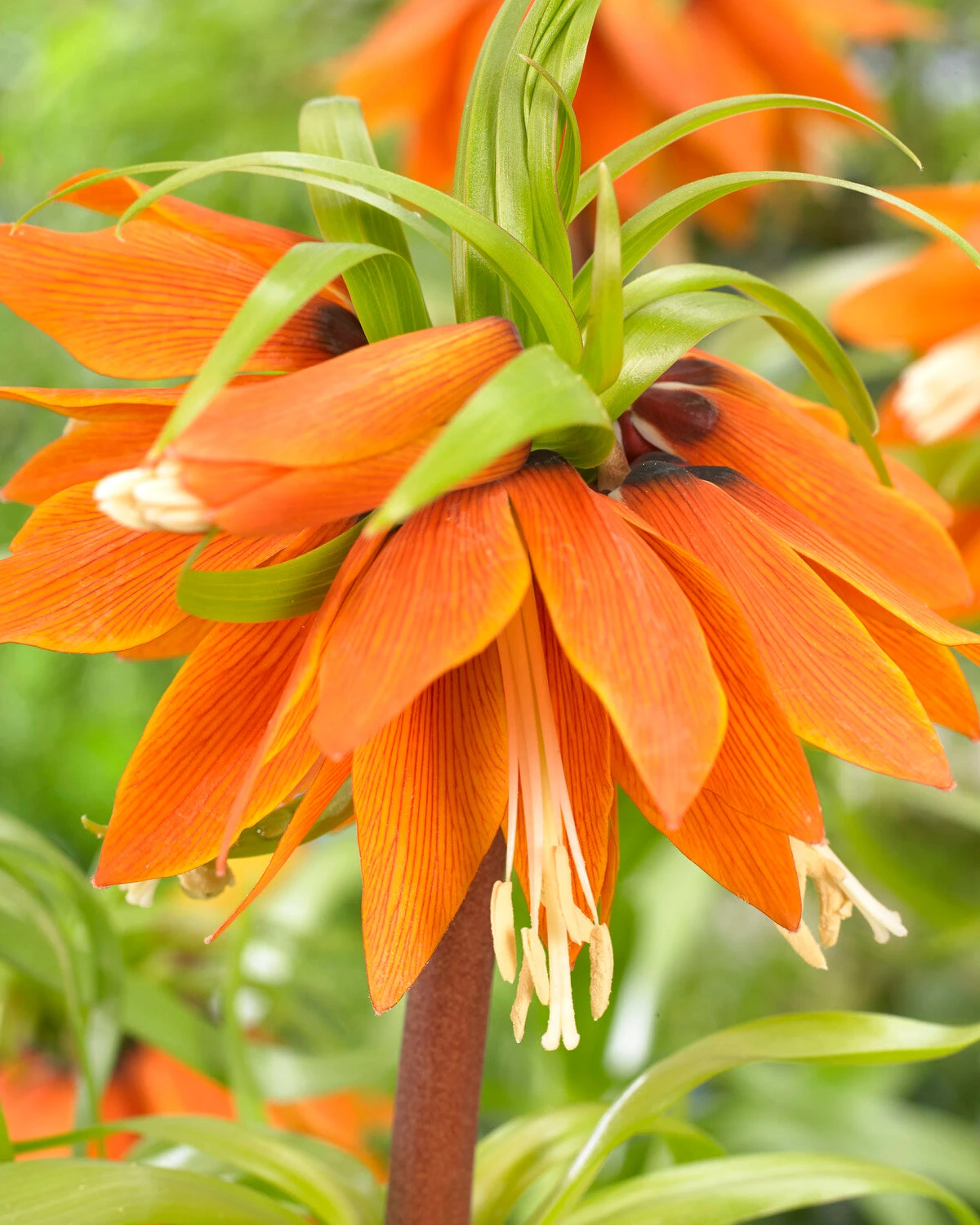 Fritillaria 'Orange Beauty' 5 Fritillaria 'Orange Beauty' - Image 3