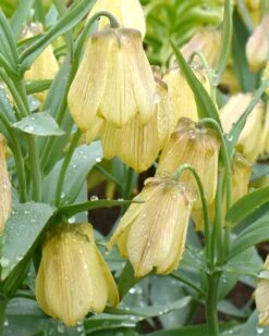 Featured Products 21 Fritillaria Pallidiflora