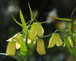 Fritillaria Pallidiflora -Beauty Flowers Shop fritillaria pallidiflora 10