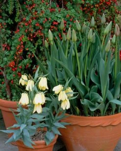 Fritillaria Pallidiflora -Beauty Flowers Shop fritillaria pallidiflora 11