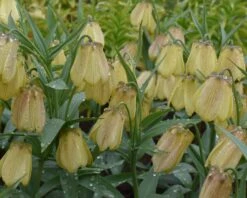 Fritillaria Pallidiflora -Beauty Flowers Shop fritillaria pallidiflora 2