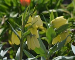 Fritillaria Pallidiflora -Beauty Flowers Shop fritillaria pallidiflora 3