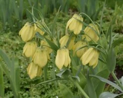 Fritillaria Pallidiflora -Beauty Flowers Shop fritillaria pallidiflora 4