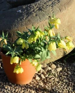 Fritillaria Pallidiflora -Beauty Flowers Shop fritillaria pallidiflora 5