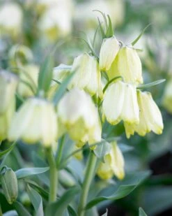 Featured Products -Beauty Flowers Shop fritillaria pallidiflora 6