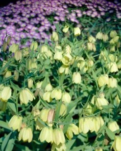 Fritillaria Pallidiflora -Beauty Flowers Shop fritillaria pallidiflora 7