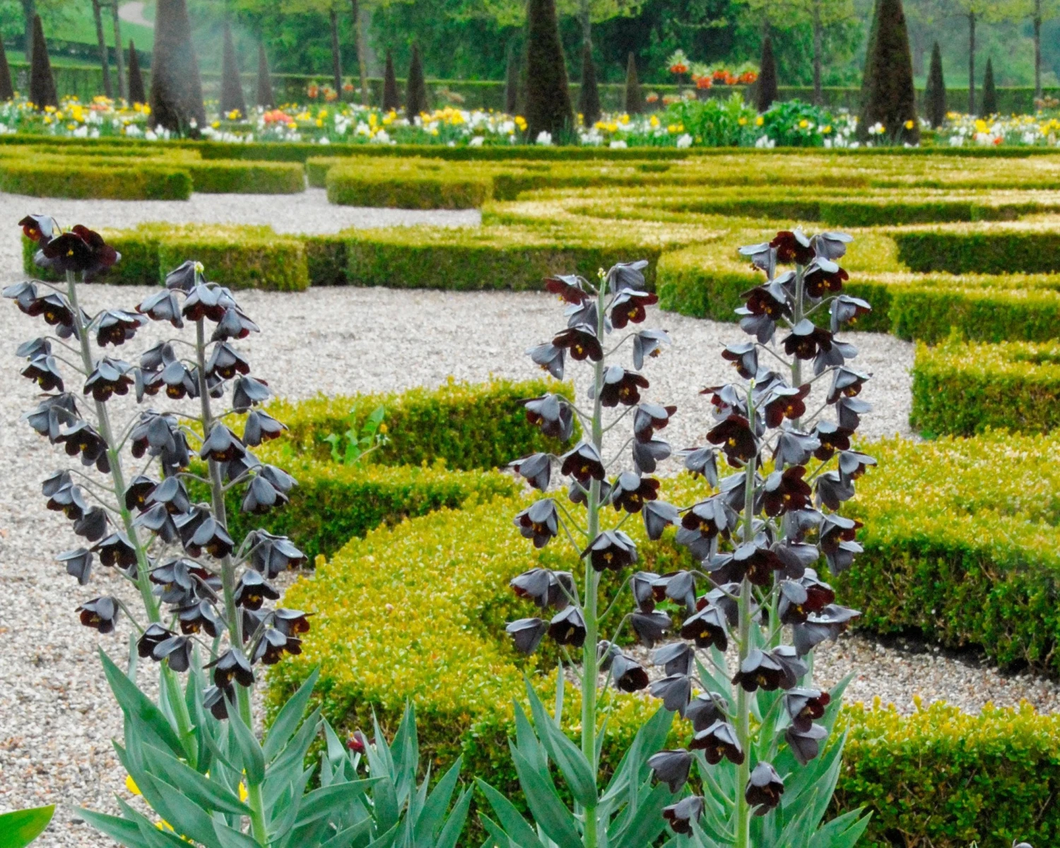 Fritillaria 'Twin Towers Tribute' 7 Fritillaria 'Twin Towers Tribute' - Image 5