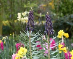 Fritillaria 'Twin Towers Tribute' 18 Fritillaria 'Twin Towers Tribute' -Beauty Flowers Shop fritillaria persica 2 a24b3c8f 4927 4517 b450 f81b5a3e0db7