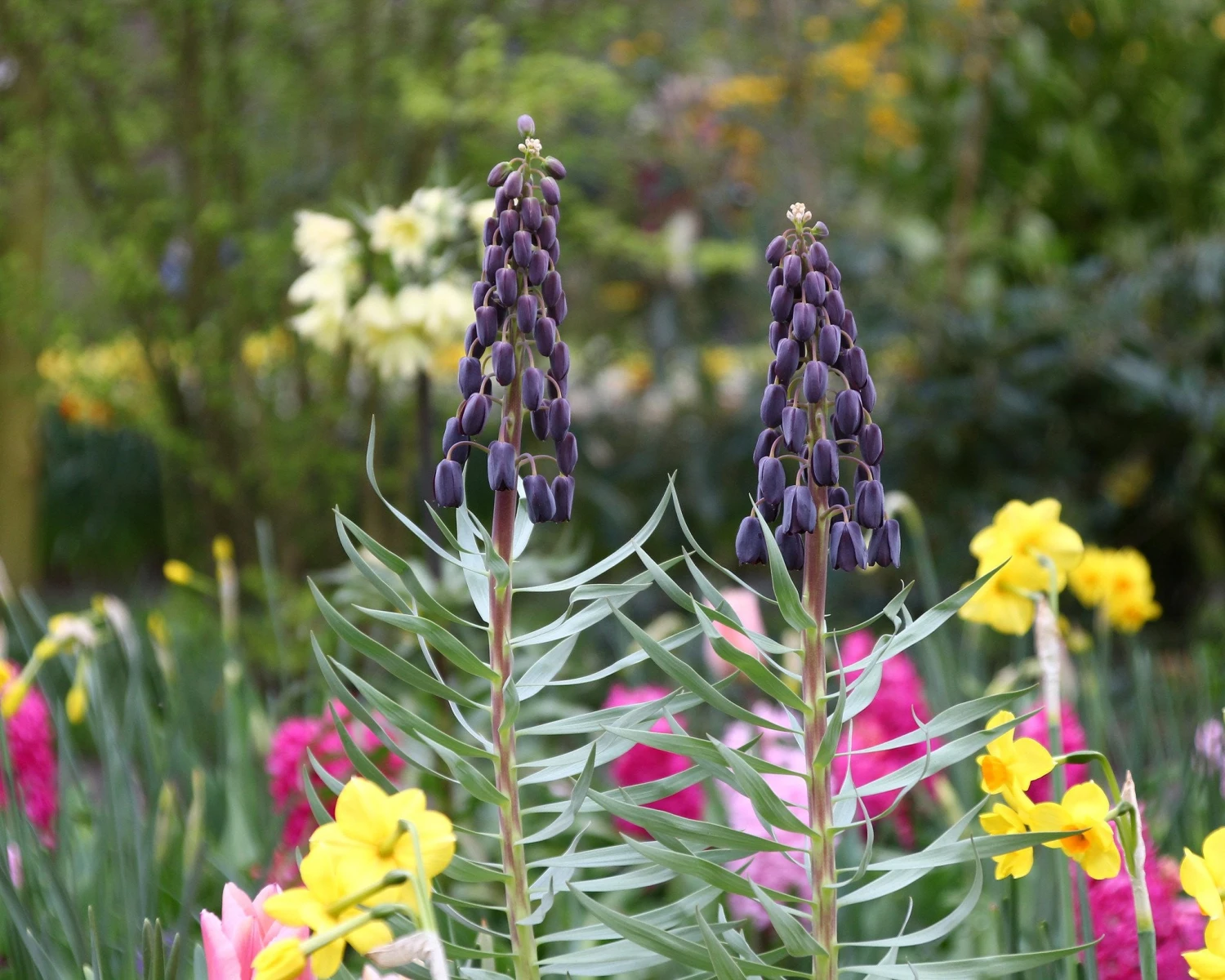 Fritillaria 'Twin Towers Tribute' 10 Fritillaria 'Twin Towers Tribute' - Image 8