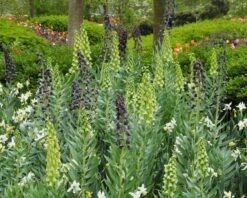 Fritillaria 'Twin Towers Tribute' 16 Fritillaria 'Twin Towers Tribute' -Beauty Flowers Shop fritillaria persica 3
