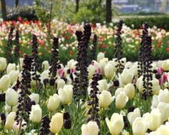 Fritillaria 'Twin Towers Tribute' 17 Fritillaria 'Twin Towers Tribute' -Beauty Flowers Shop fritillaria persica 5
