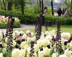 Fritillaria 'Twin Towers Tribute' 19 Fritillaria 'Twin Towers Tribute' -Beauty Flowers Shop fritillaria persica 6