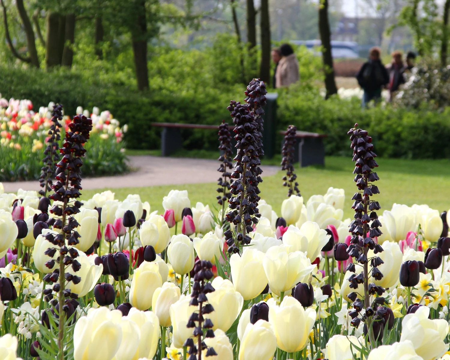 Fritillaria 'Twin Towers Tribute' 11 Fritillaria 'Twin Towers Tribute' - Image 9