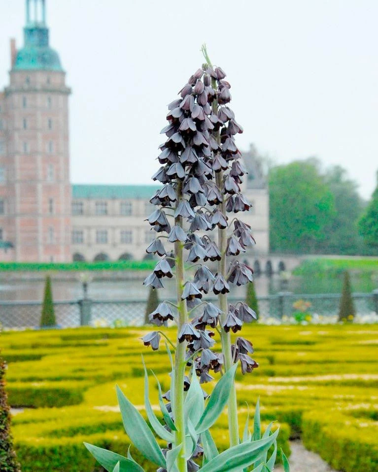 Fritillaria 'Twin Towers Tribute' 4 Fritillaria 'Twin Towers Tribute' - Image 2