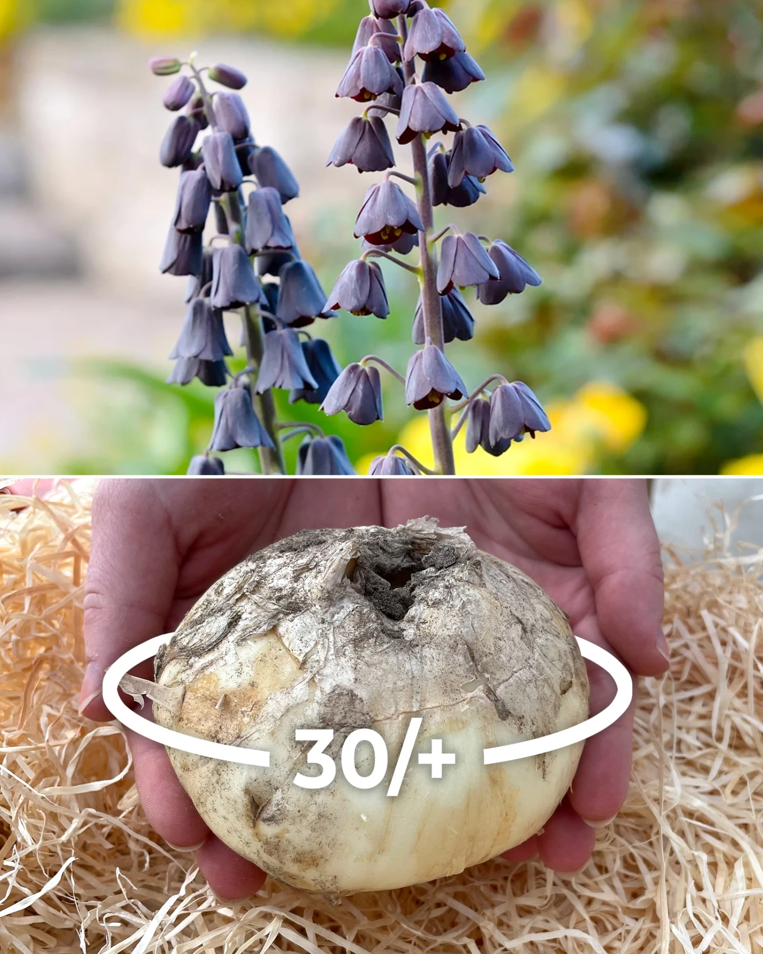 Fritillaria Persica 'XXL' 3 Fritillaria Persica 'XXL'