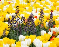 Fritillaria Persica 'XXL' 17 Fritillaria Persica 'XXL' -Beauty Flowers Shop fritillaria persica xxl 1