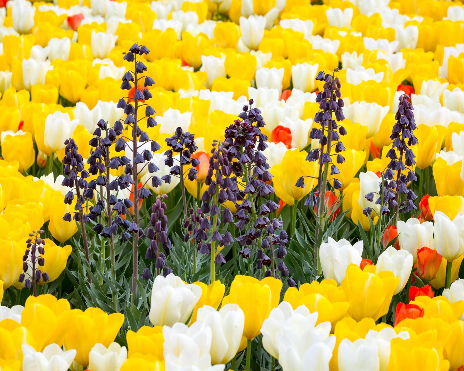 Fritillaria Persica 'XXL' 6 Fritillaria Persica 'XXL' - Image 4