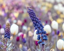 Fritillaria Persica 'XXL' 24 Fritillaria Persica 'XXL' -Beauty Flowers Shop fritillaria persica xxl 10
