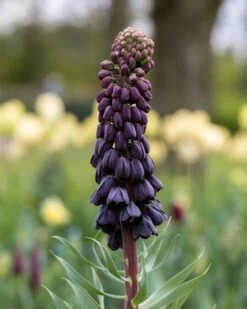 Fritillaria Persica 'XXL' 25 Fritillaria Persica 'XXL' -Beauty Flowers Shop fritillaria persica xxl 11