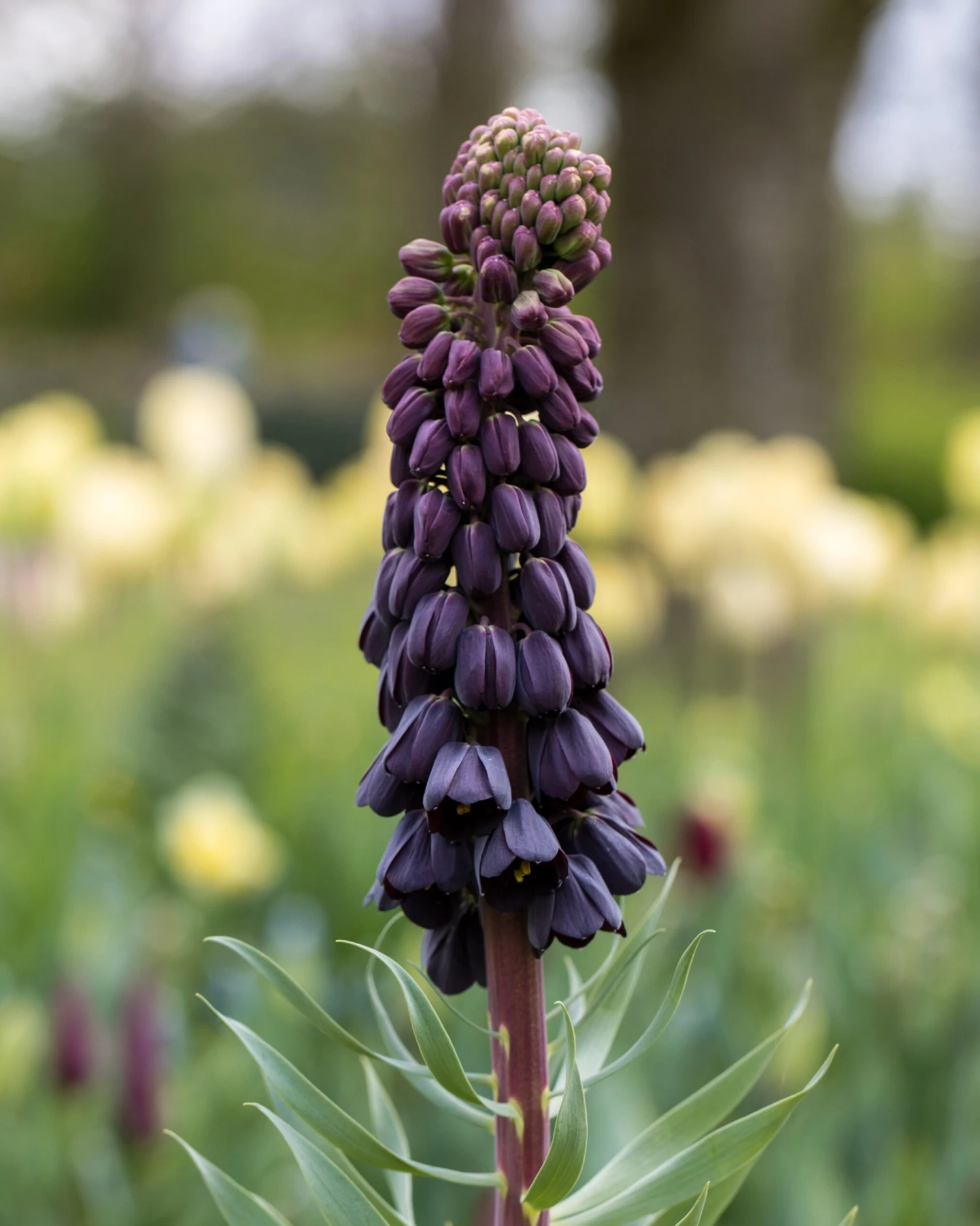 Fritillaria Persica 'XXL' 14 Fritillaria Persica 'XXL' - Image 12