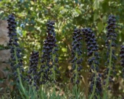 Fritillaria Persica 'XXL' 18 Fritillaria Persica 'XXL' -Beauty Flowers Shop fritillaria persica xxl 2