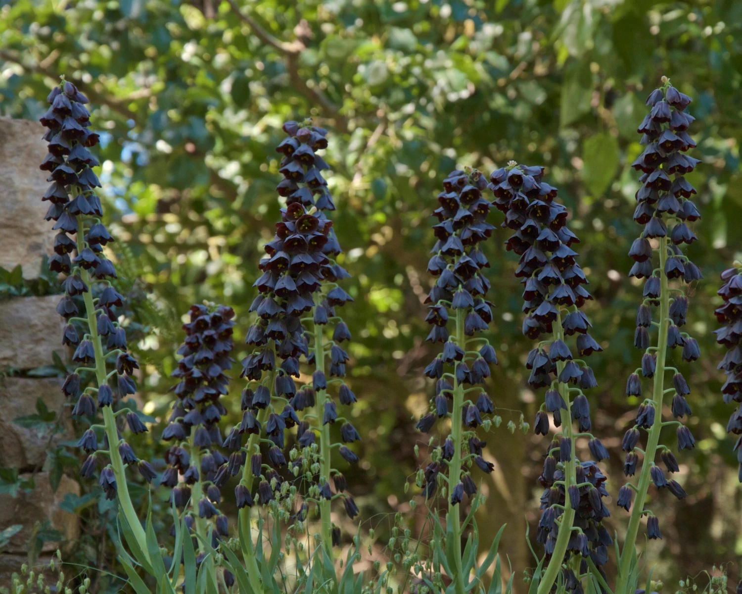 Fritillaria Persica 'XXL' 7 Fritillaria Persica 'XXL' - Image 5