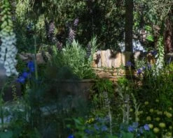 Fritillaria Persica 'XXL' 21 Fritillaria Persica 'XXL' -Beauty Flowers Shop fritillaria persica xxl 3