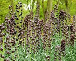 Fritillaria Persica 'XXL' 16 Fritillaria Persica 'XXL' -Beauty Flowers Shop fritillaria persica xxl 4