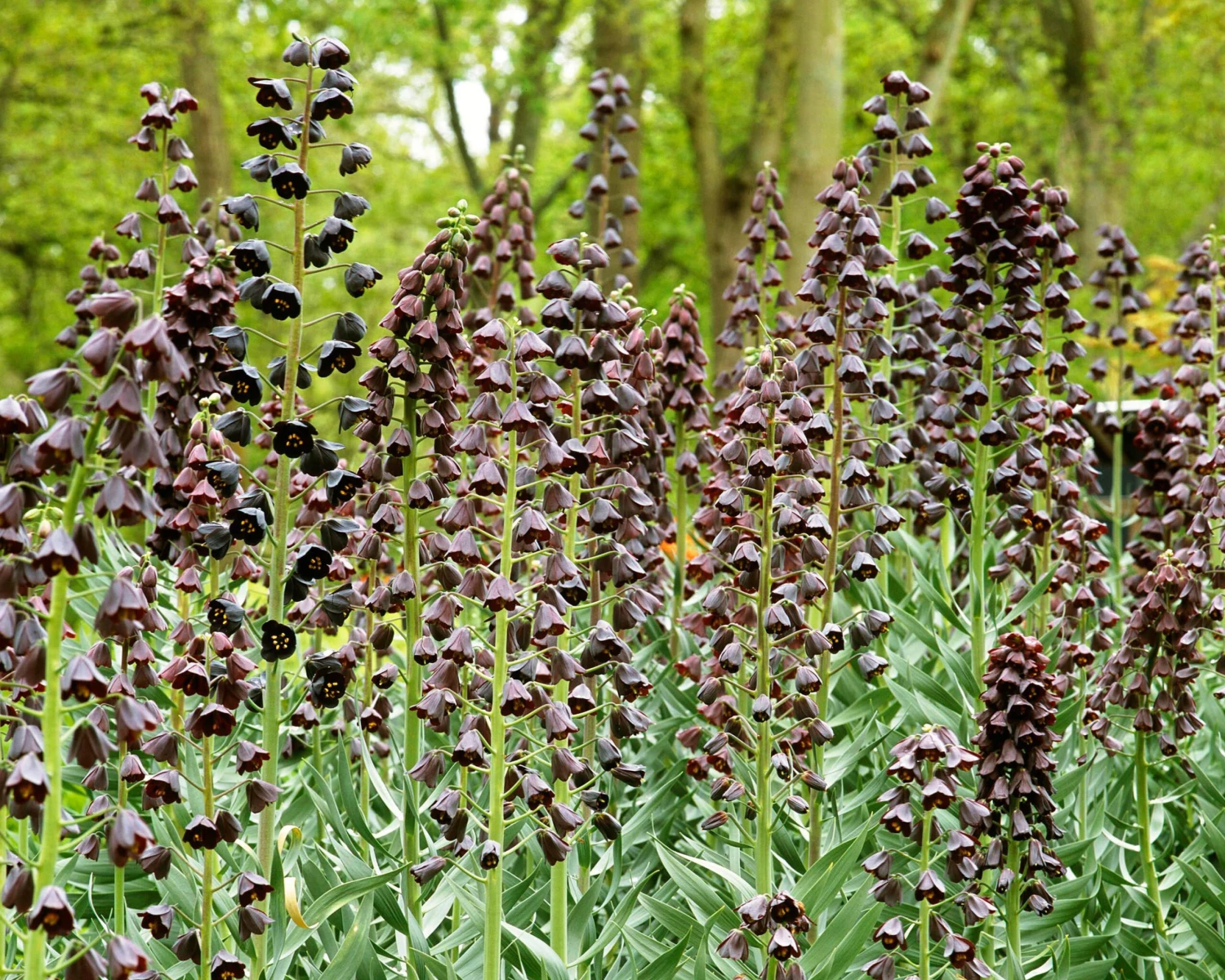 Fritillaria Persica 'XXL' 5 Fritillaria Persica 'XXL' - Image 3