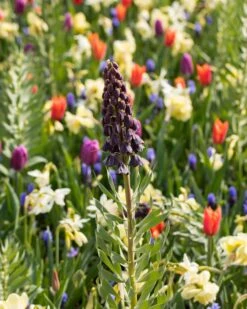 Fritillaria Persica 'XXL' 19 Fritillaria Persica 'XXL' -Beauty Flowers Shop fritillaria persica xxl 5