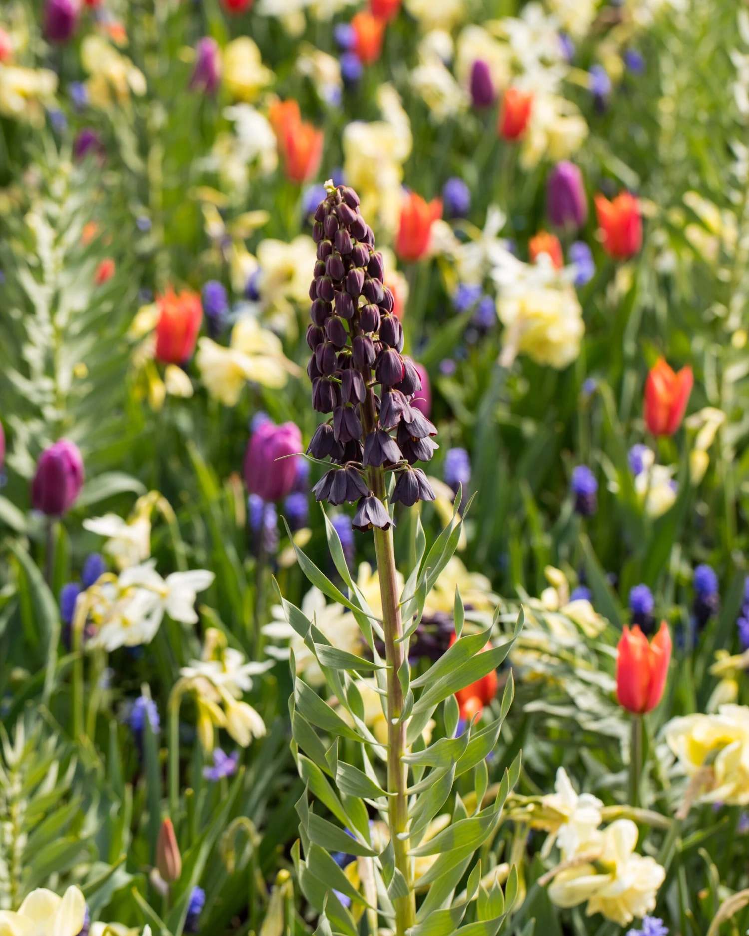 Fritillaria Persica 'XXL' 8 Fritillaria Persica 'XXL' - Image 6