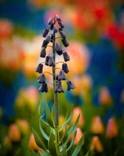 Fritillaria Persica 'XXL' 20 Fritillaria Persica 'XXL' -Beauty Flowers Shop fritillaria persica xxl 6