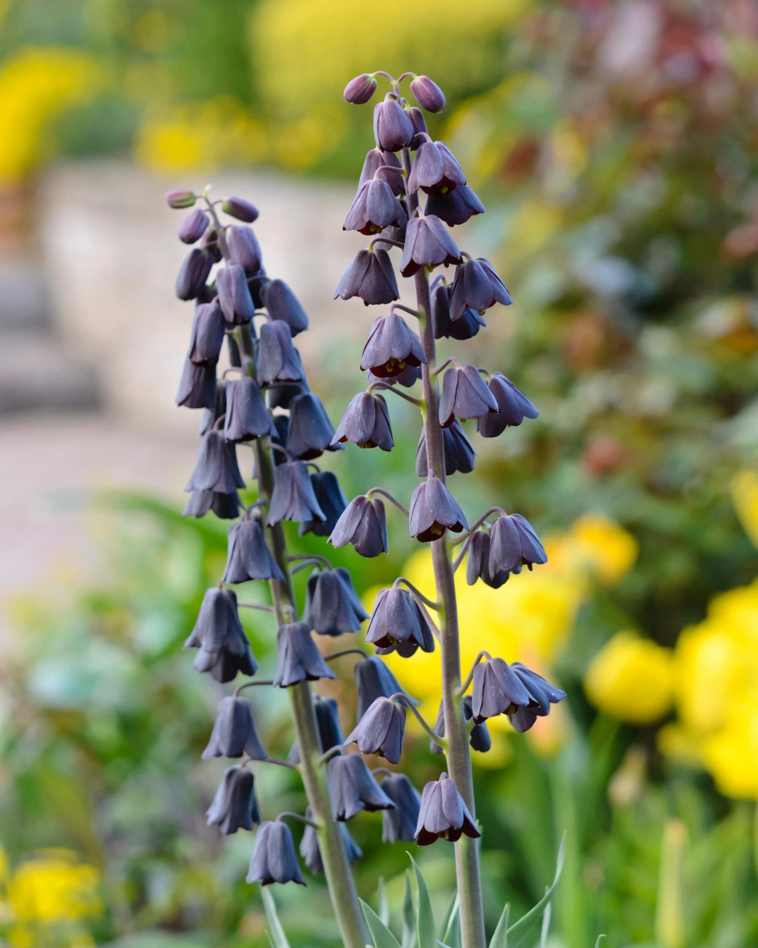 Fritillaria Persica 'XXL' 4 Fritillaria Persica 'XXL' - Image 2