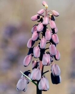 Fritillaria Persica 'XXL' 22 Fritillaria Persica 'XXL' -Beauty Flowers Shop fritillaria persica xxl 8