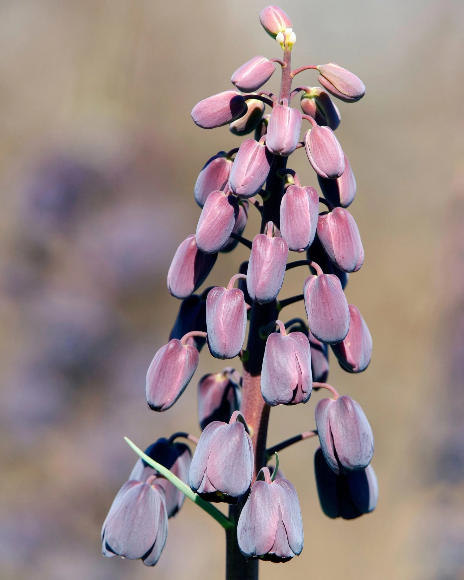 Fritillaria Persica 'XXL' 11 Fritillaria Persica 'XXL' - Image 9