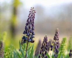 Fritillaria Persica 'XXL' 23 Fritillaria Persica 'XXL' -Beauty Flowers Shop fritillaria persica xxl 9