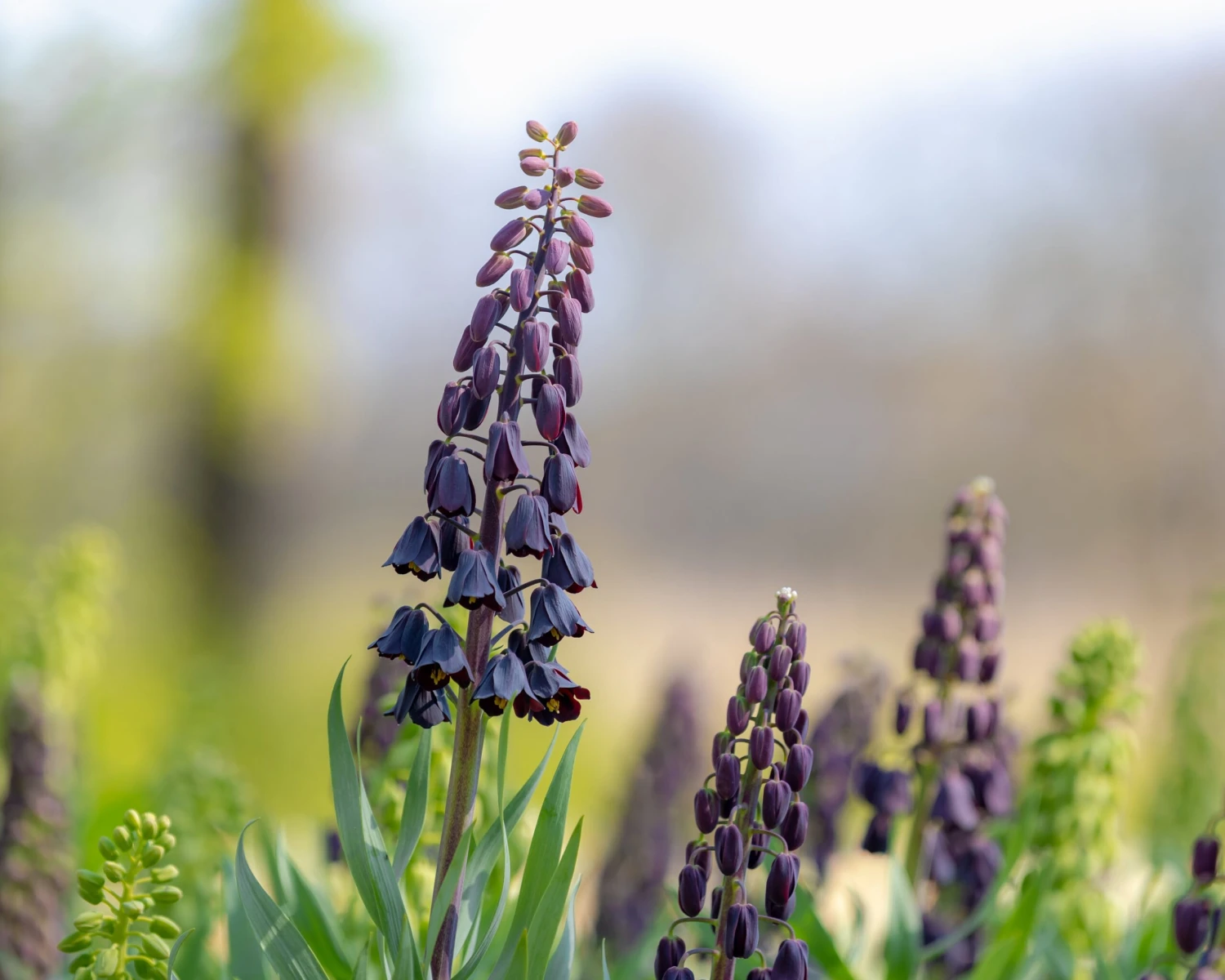 Fritillaria Persica 'XXL' 12 Fritillaria Persica 'XXL' - Image 10