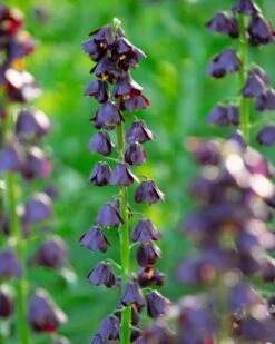 Fritillaria 'Purple Dynamite' 15 Fritillaria 'Purple Dynamite' -Beauty Flowers Shop fritillaria purple dynamite 1