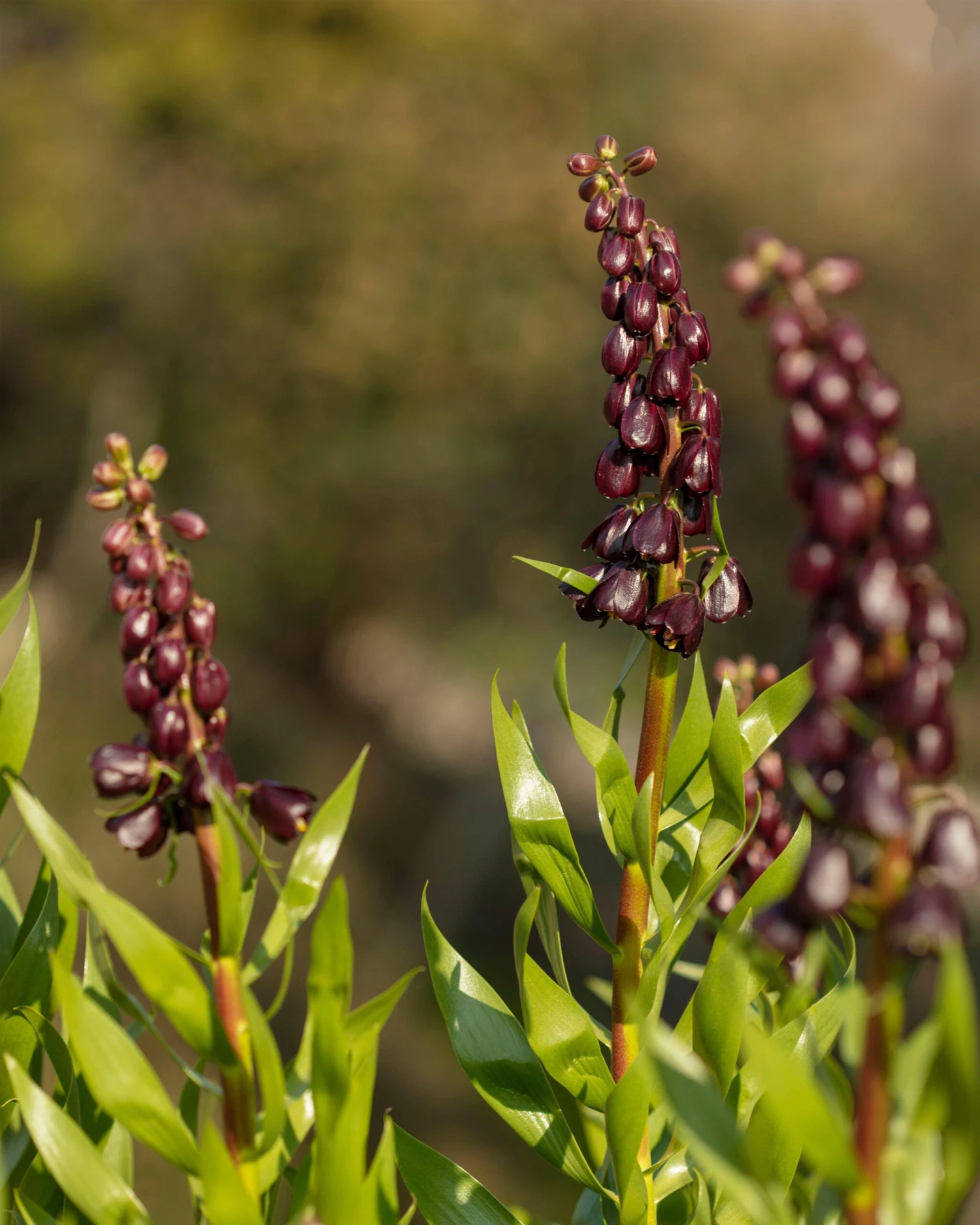 Fritillaria 'Purple Dynamite' 4 Fritillaria 'Purple Dynamite' - Image 2