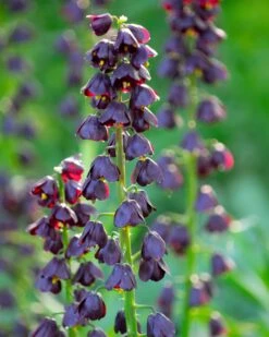 Fritillaria 'Purple Dynamite' 17 Fritillaria 'Purple Dynamite' -Beauty Flowers Shop fritillaria purple dynamite 2