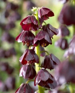 Fritillaria 'Purple Dynamite' 18 Fritillaria 'Purple Dynamite' -Beauty Flowers Shop fritillaria purple dynamite 3