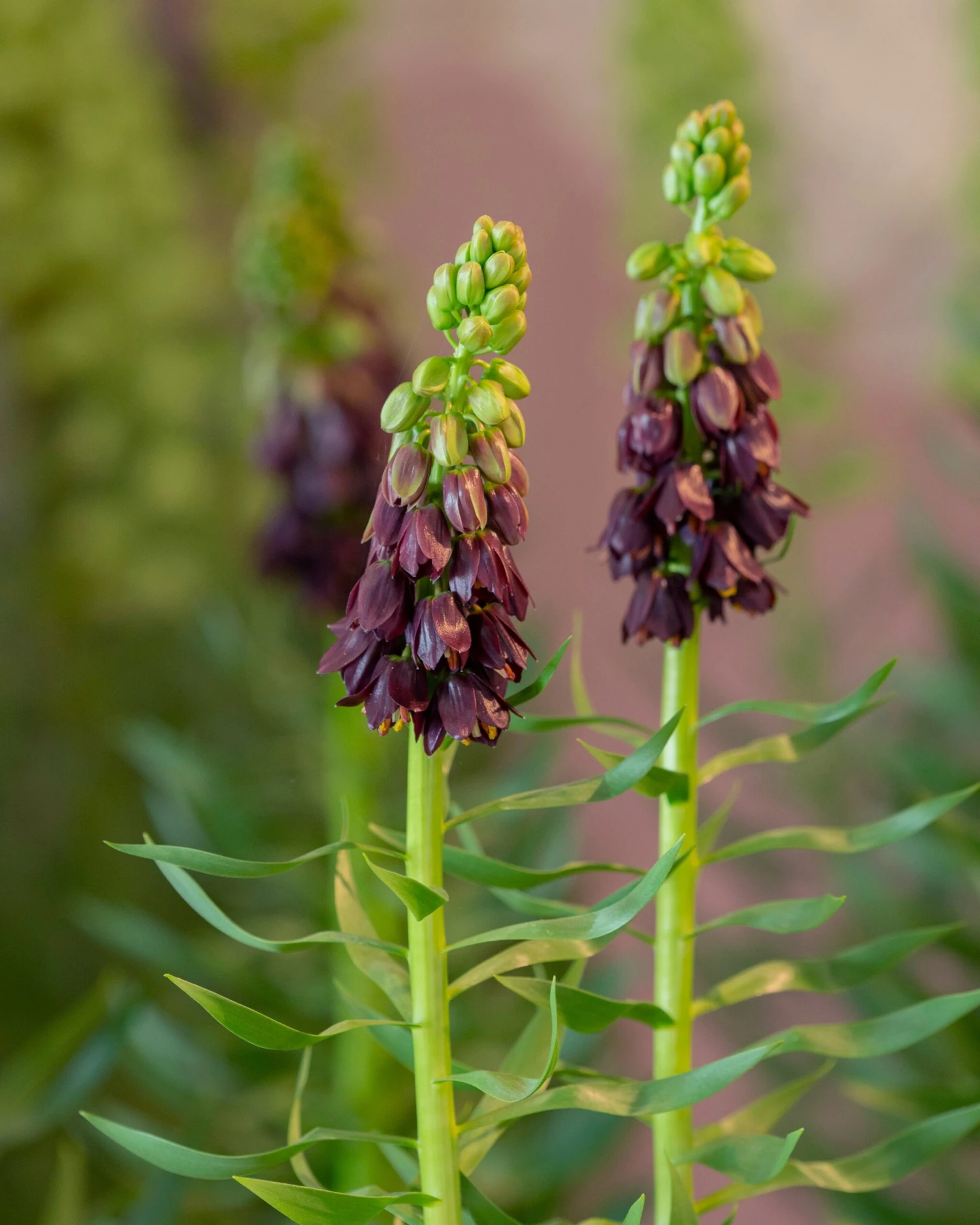 Fritillaria 'Purple Dynamite' 12 Fritillaria 'Purple Dynamite' - Image 10