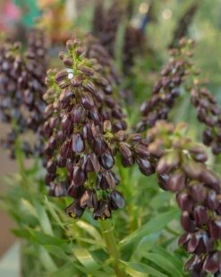 Fritillaria 'Purple Dynamite' 16 Fritillaria 'Purple Dynamite' -Beauty Flowers Shop fritillaria purple dynamite 8