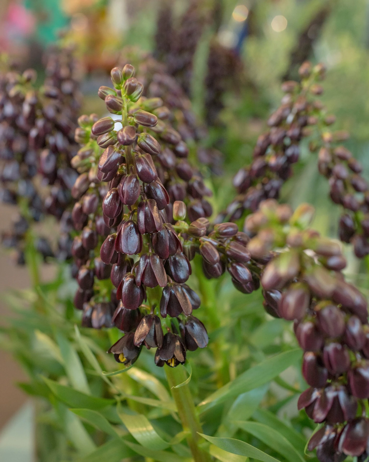 Fritillaria 'Purple Dynamite' 7 Fritillaria 'Purple Dynamite' - Image 5