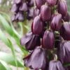Fritillaria 'Purple Dynamite' 1 Fritillaria 'Purple Dynamite' -Beauty Flowers Shop fritillaria purple dynamite 9