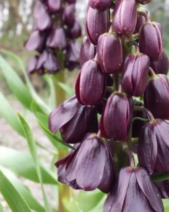 Fritillaria 'Purple Dynamite'
